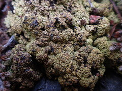 Acarospora schleicheri