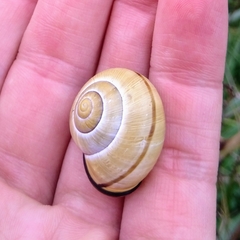 Cepaea nemoralis