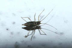 Aphidoidea