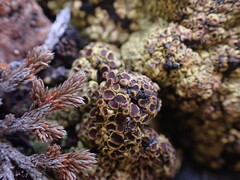 Acarospora schleicheri