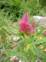 Trifolium rubens