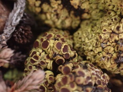 Acarospora schleicheri