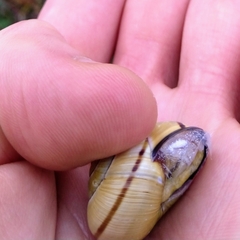 Cepaea nemoralis