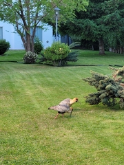 Theristicus melanopis