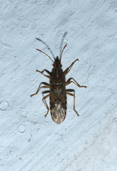 Belonochilus numenius