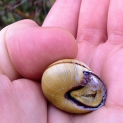 Cepaea nemoralis