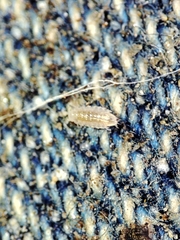 Trichoniscus pygmaeus