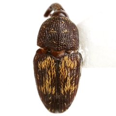 Glyptobaris lecontei