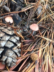 Mycena seynii