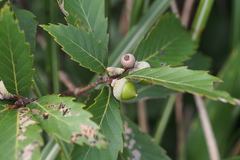 Quercus serrata