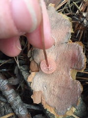 Mycena seynii
