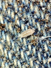 Trichoniscus pygmaeus