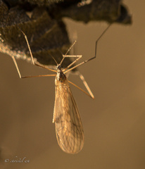 Tricyphona