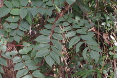 Toxicodendron trichocarpum