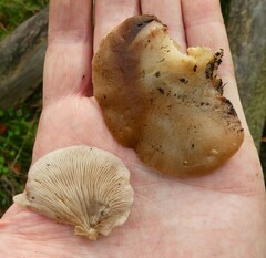 Crepidotus mollis