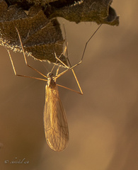 Tricyphona