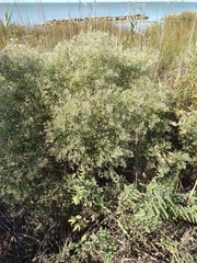Parthenium hysterophorus