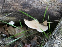 Crepidotus mollis