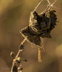 Tricyphona