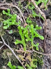 Selaginella denticulata