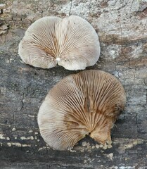 Crepidotus mollis