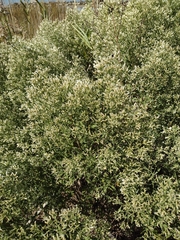 Parthenium hysterophorus