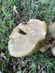 Leccinum scabrum