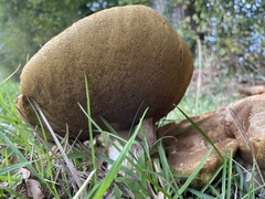 Leccinum scabrum