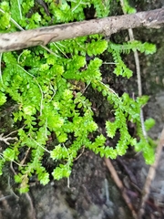 Selaginella denticulata