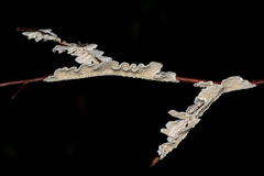 Byssomerulius corium