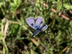 Hemiargus ceraunus