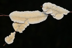 Byssomerulius corium