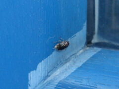 Deraeocoris lutescens