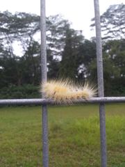 Calliteara horsfieldii