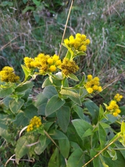 Inula thapsoides