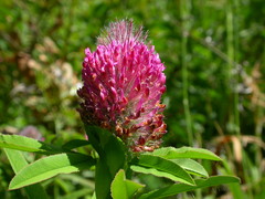 Trifolium rubens