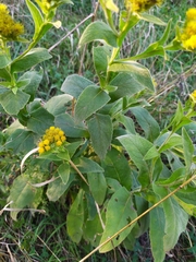 Inula thapsoides