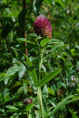 Trifolium rubens