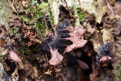 Stemonitis axifera