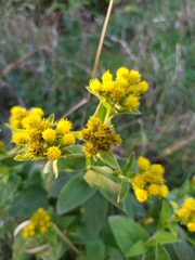 Inula thapsoides