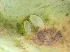 Myzus persicae