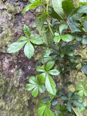 Cissus striata