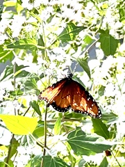 Danaus gilippus
