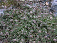 Trifolium saxatile