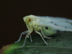 Cixiidae