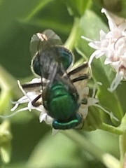 Augochloropsis