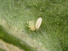Myzus persicae
