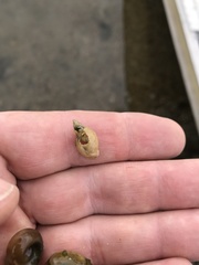 Ladislavella atkaensis