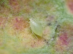 Myzus persicae