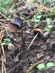 Psathyrella